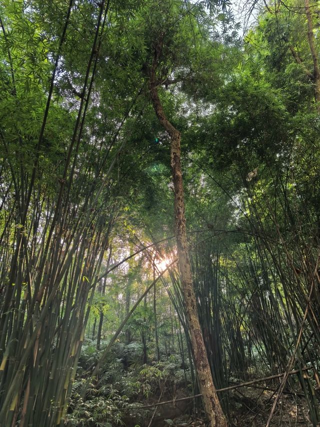 鳳棲山｜鳳舞九天，棲於仙境