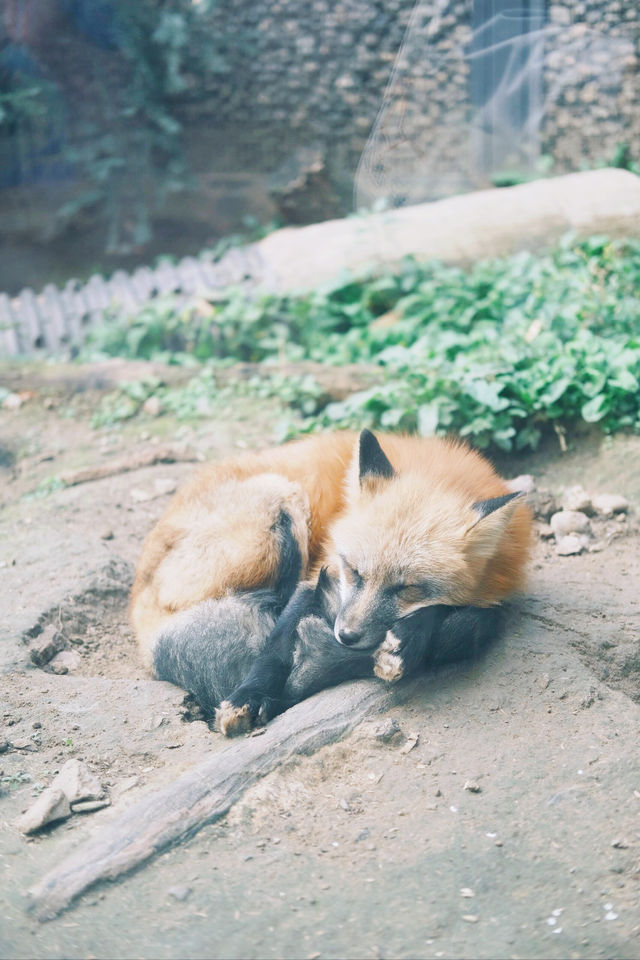 香山、碧雲寺與北京動物園一日遊