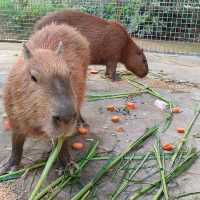 廣東東莞香市動物園|動物大世界