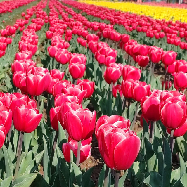 Best time to visit Tulip Garden in Srinagar💐🌷