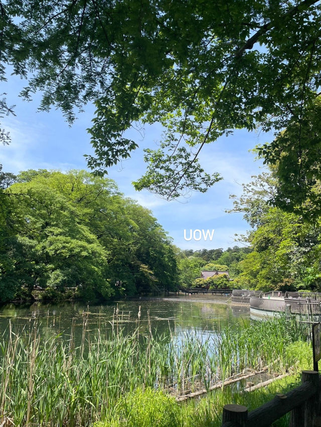 일본인도 살고 싶어하는 동네 ‘기치조치’🏠