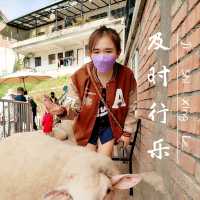 Petting BaBa Black Sheep 🐑 Cameron Highland 