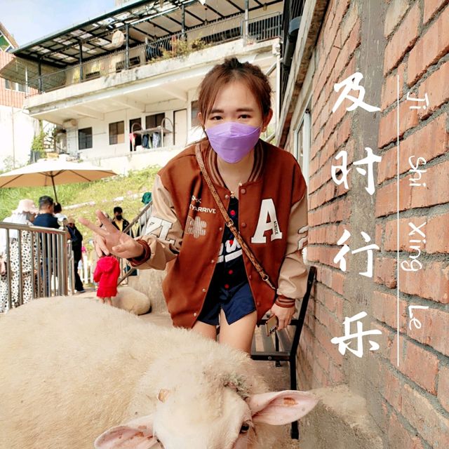 Petting BaBa Black Sheep 🐑 Cameron Highland 