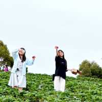 Strawberry Picking experience at Bereenberg 