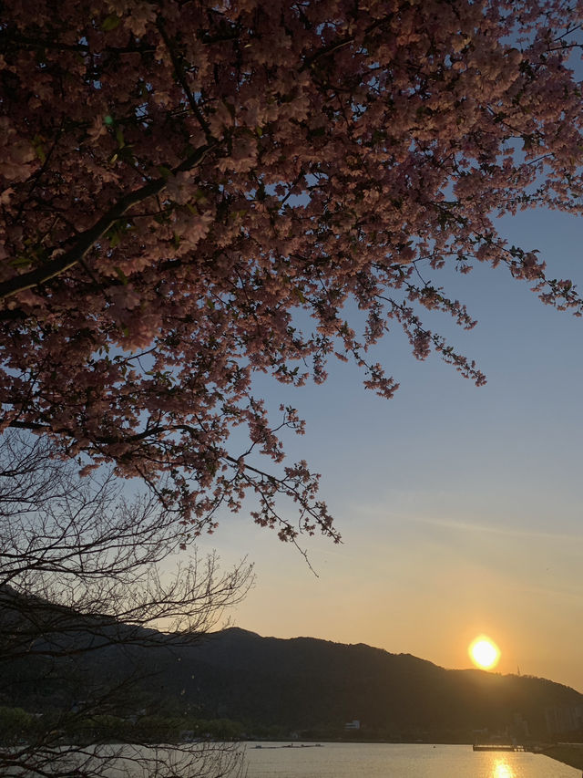 Evening Bliss at Suseongmot Lake: Blossoms, Swan Boats, and Sunset