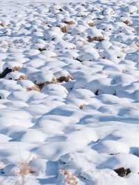 Hulunbuir Grassland in Winter: A Snowy Wonderland