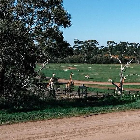 Wild Encounters: A Day at Melbourne Wildlife Park 