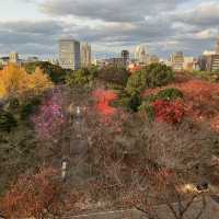 A Magical Fukuoka Experience: A Blend of History, Nature, and Festive Lights