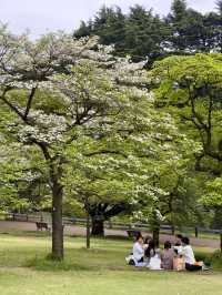 Escape to Serenity at Shinjuku Gyoen National Garden