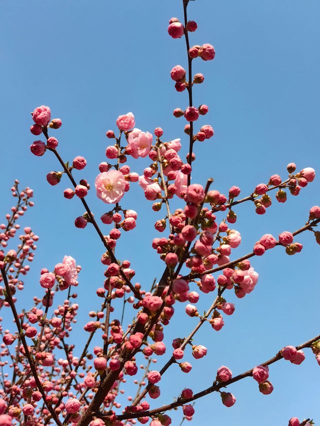 北京世界花卉大觀園｜植物王國