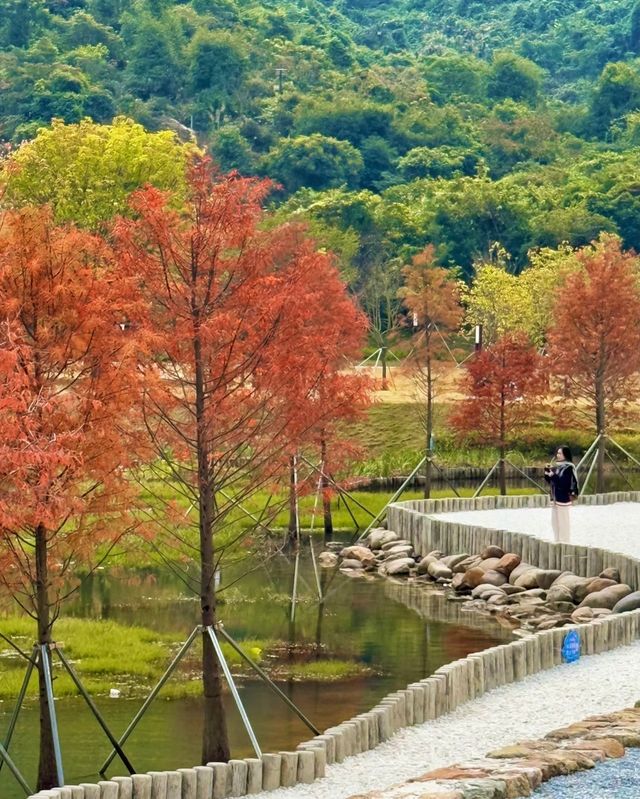 深圳頭陂公園，落羽杉紅透的小眾仙境