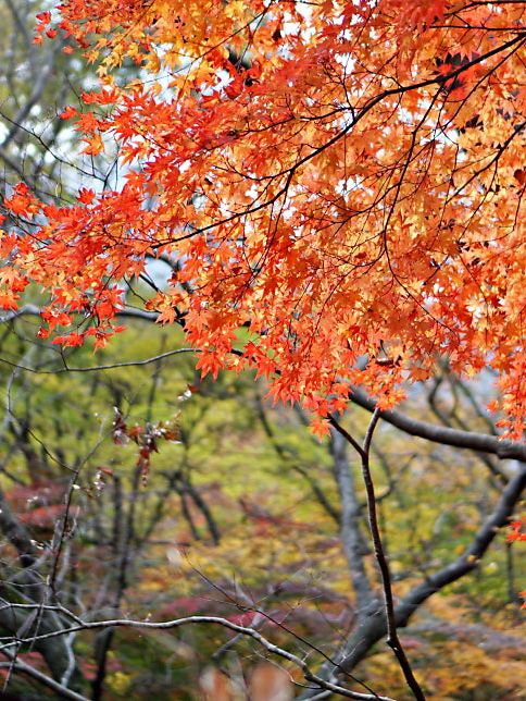 🍁 가을 단풍 명소 내장산국립공원