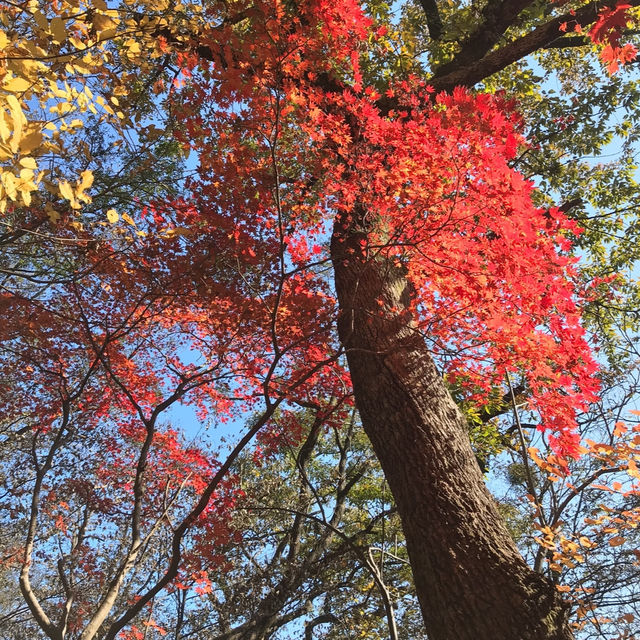 Naejangsan hiking trails in autumn