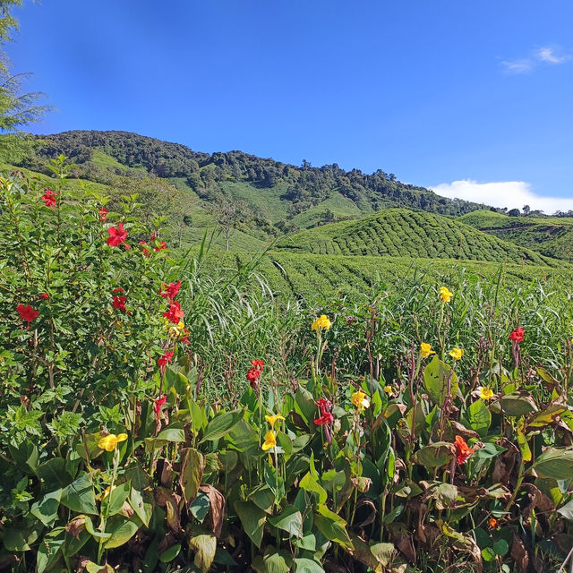 A Refreshing Day at Cameron Highlands' BOH Tea Garden