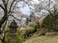 九州武雄神社：賞櫻花、看神木的人氣No.1免費景點