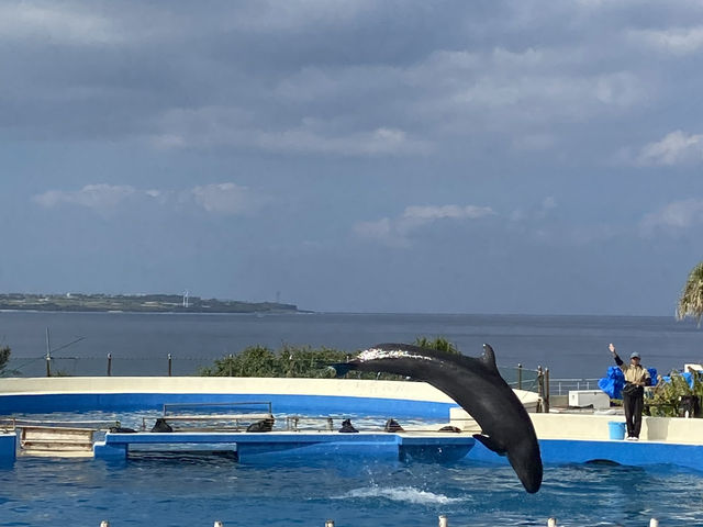 🌊沖繩美麗海水族館：世界最大水族箱與海豚表演的震撼之旅🐋