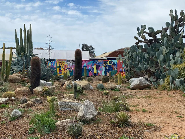 A Desert Oasis in Victoria: Exploring Cactus Country