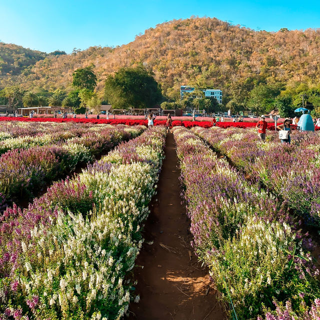 Hokkaido Flower Park Khao Yai 