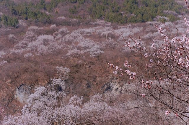 北京昌平居庸關花海｜開往春天的列車