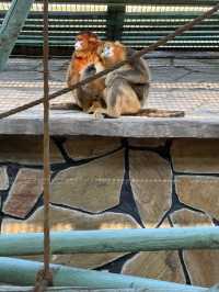 北京野生動物園暢遊攻略。