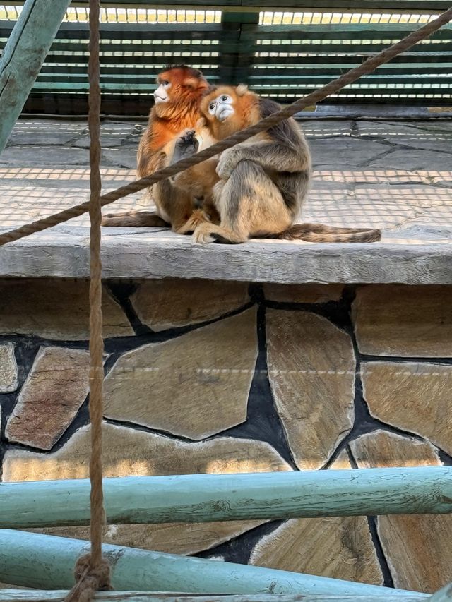 北京野生動物園暢遊攻略。