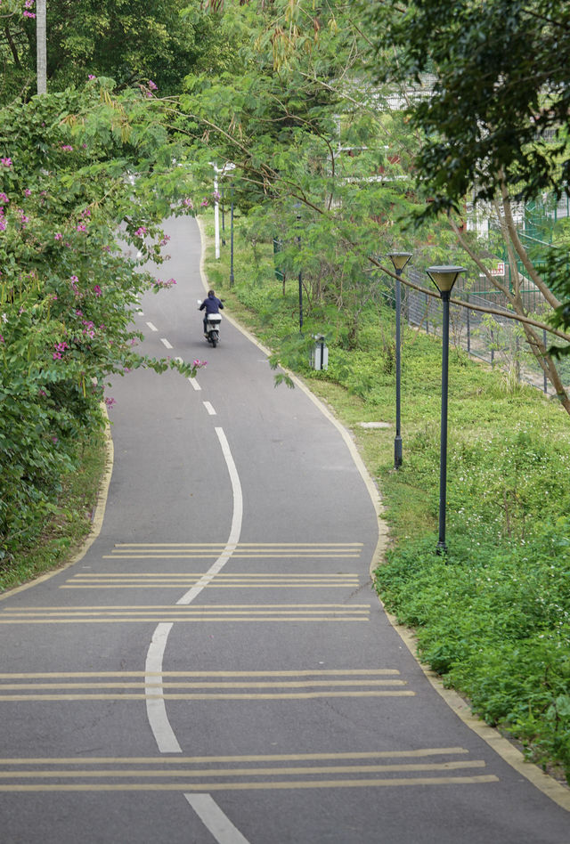 秋日的深圳公園依舊滿眼綠色，還有小貓出沒