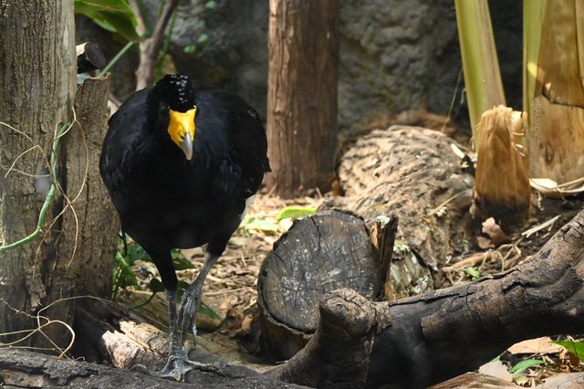 南京紅山森林動物園