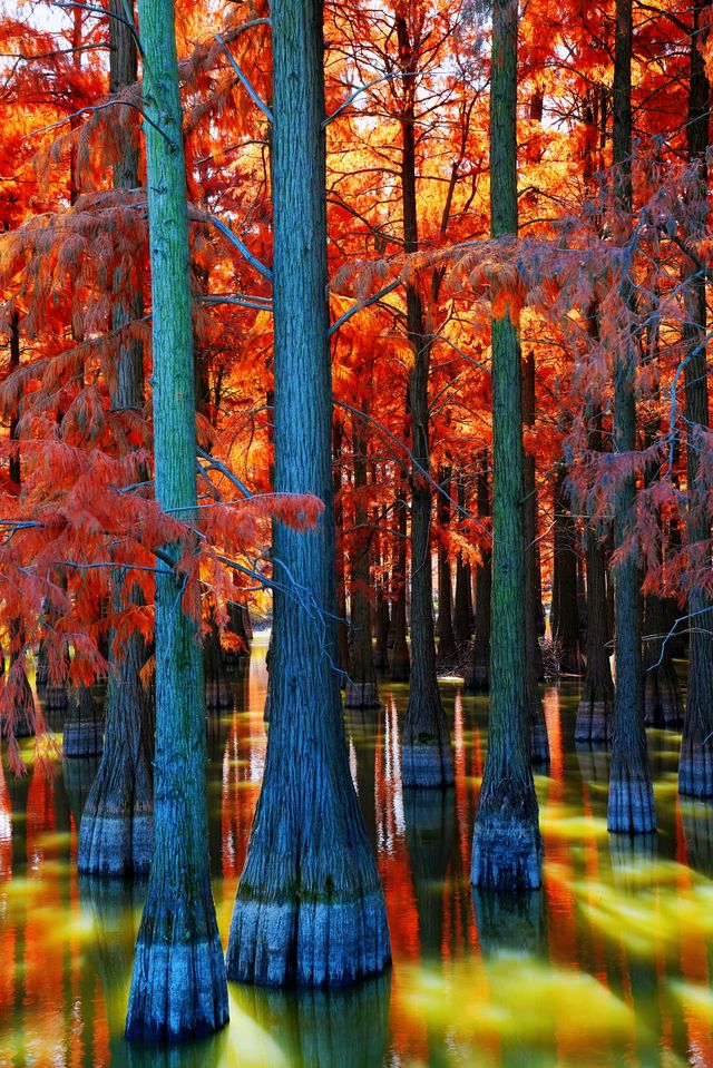 漲渡湖的層林盡染映紅杉