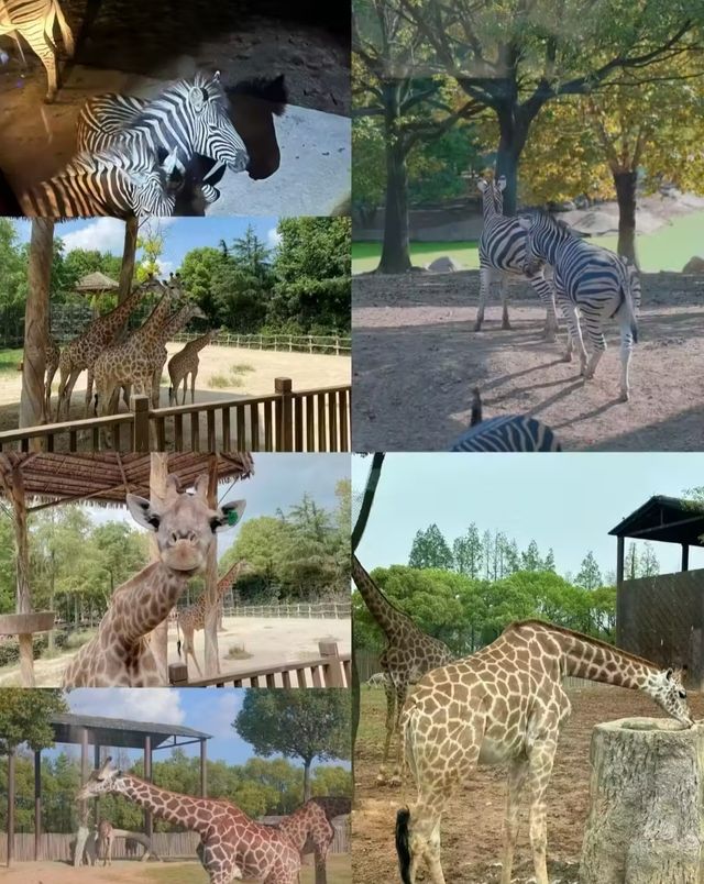 上海野生動物園 | 一日遊，保姆級攻略！