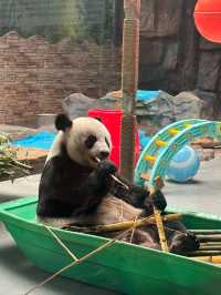 廣東東莞香市動物園|動物大世界