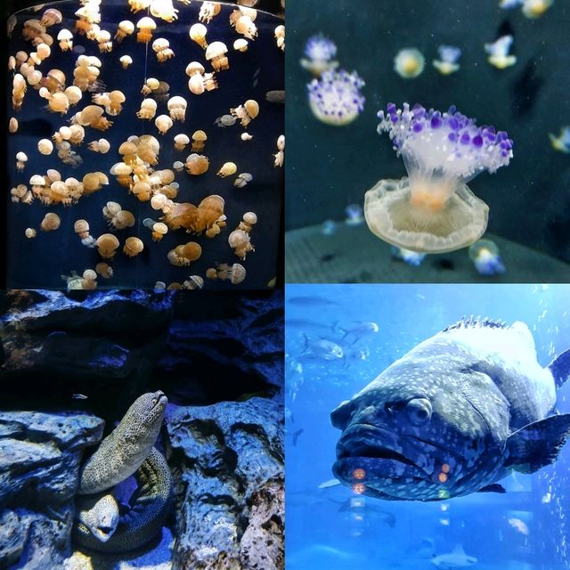 Fasinating & educational aquarium tour!