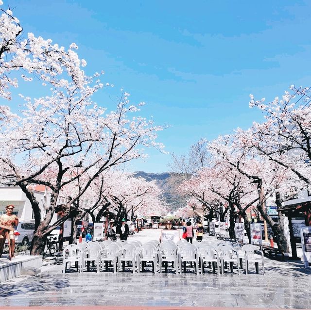 Best Cherry Blossam spots in South Korea 🌸🇰🇷