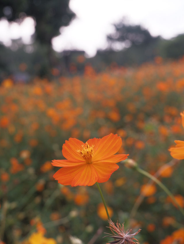 深圳10月：西麗生態公園「金燦花海」