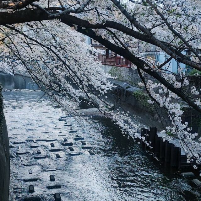 An alternative to overcrowded Meguro river