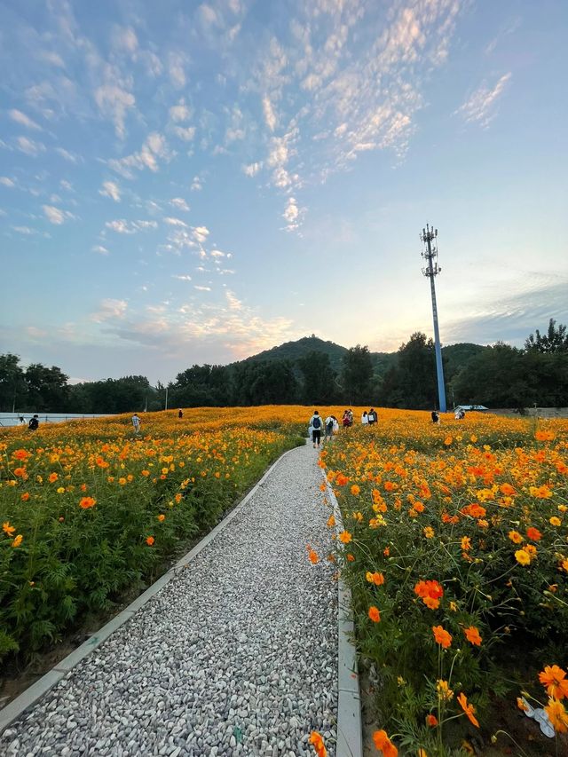 秒殺奧森今年最後的波斯菊花海，給我衝