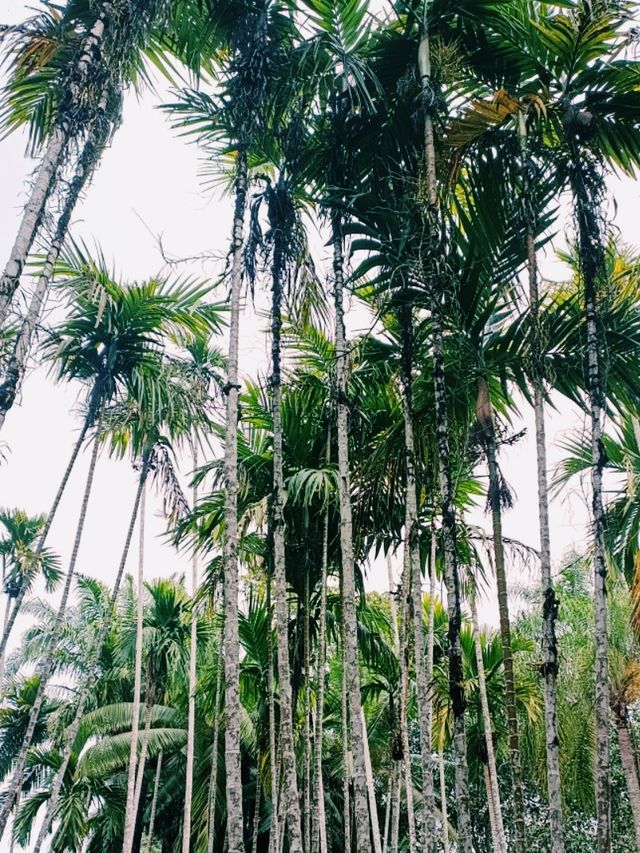 Xishuangbanna Botanic Garden: Real Jungle Garden!