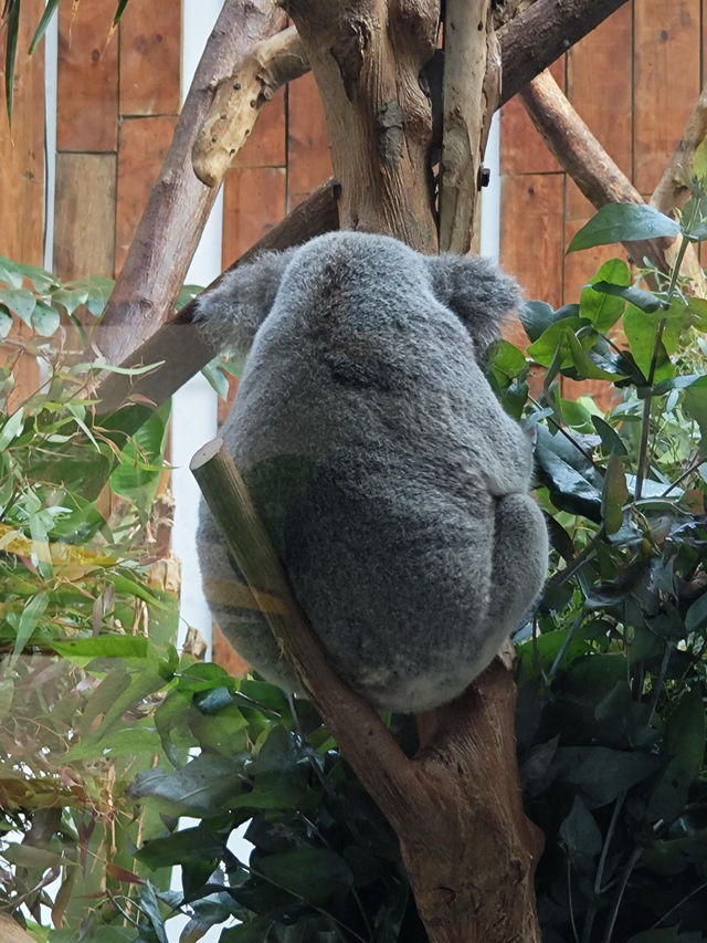 南京紅山動物園 | 誰還不知道動物園免費啦。