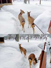 真不是北海道！在雪谷連住3天不想走。