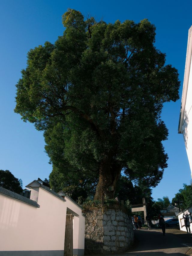 小眾小眾徒步路線--嵊州更樓古道