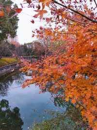 秋日限定美景：閘北公園楓葉紅了！