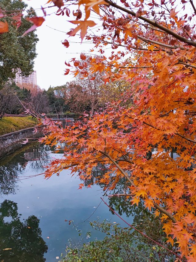 秋日限定美景：閘北公園楓葉紅了！