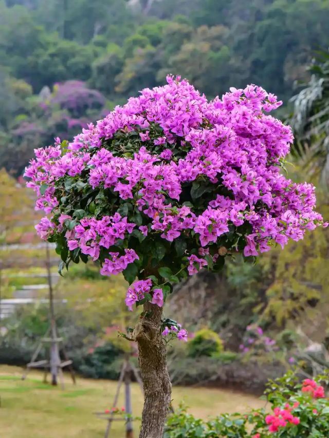 《廈門植物園｜繁花盛景，四季斑斕的生態畫卷