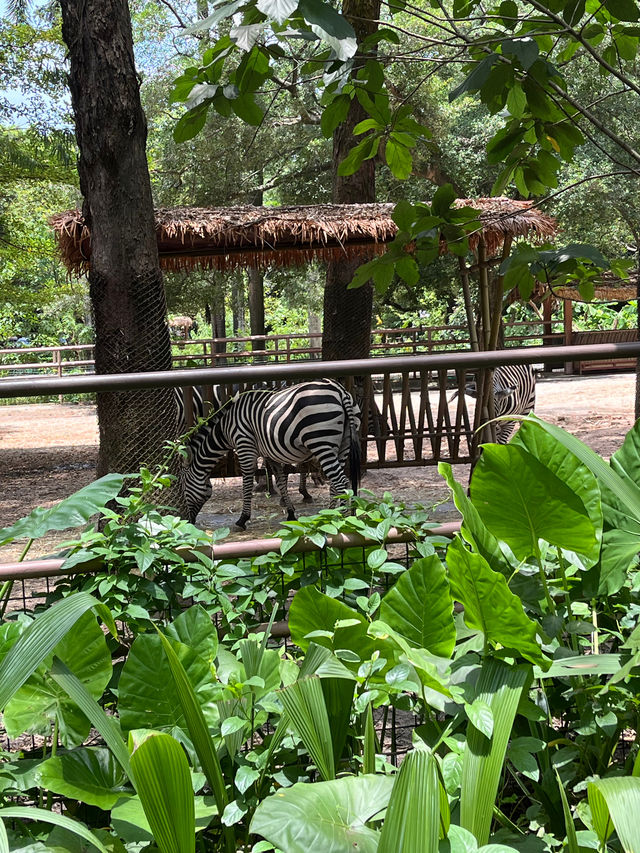 廣州動物園真的好值啊動物超多超可愛