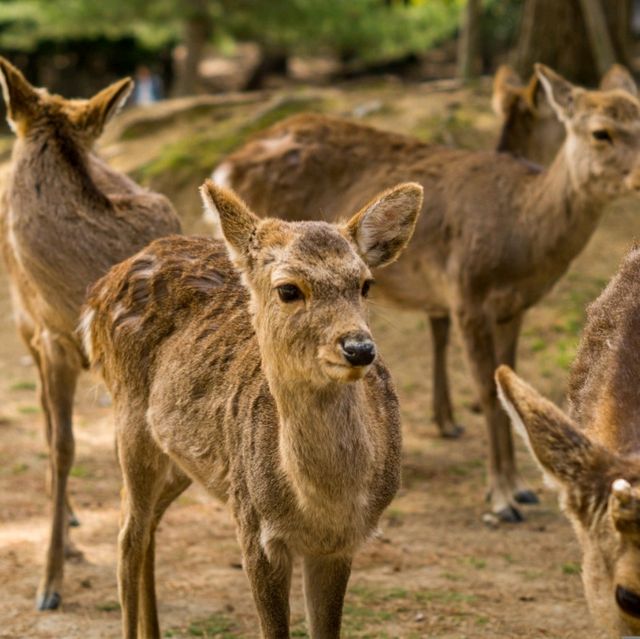 The Bowing Deer