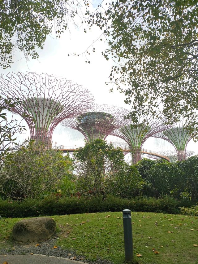 Gardens by the Bay at Night – A Beautiful Cityscape Experience