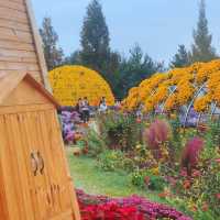 Chrysanthemum festival - most beauty season 