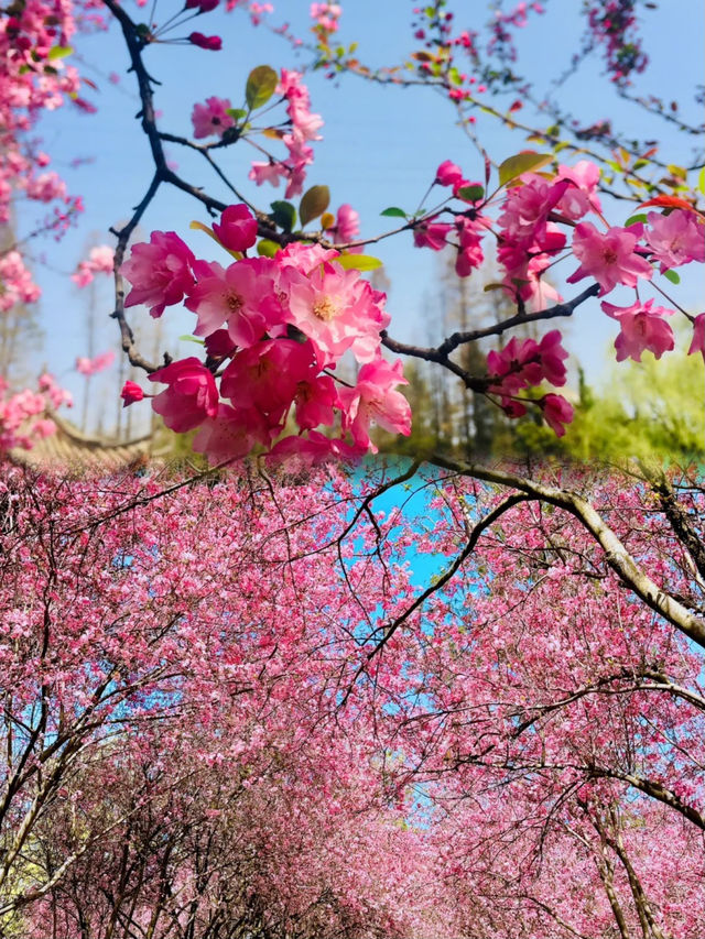 西華園攻略有  3月實拍 姐妹們快衝！