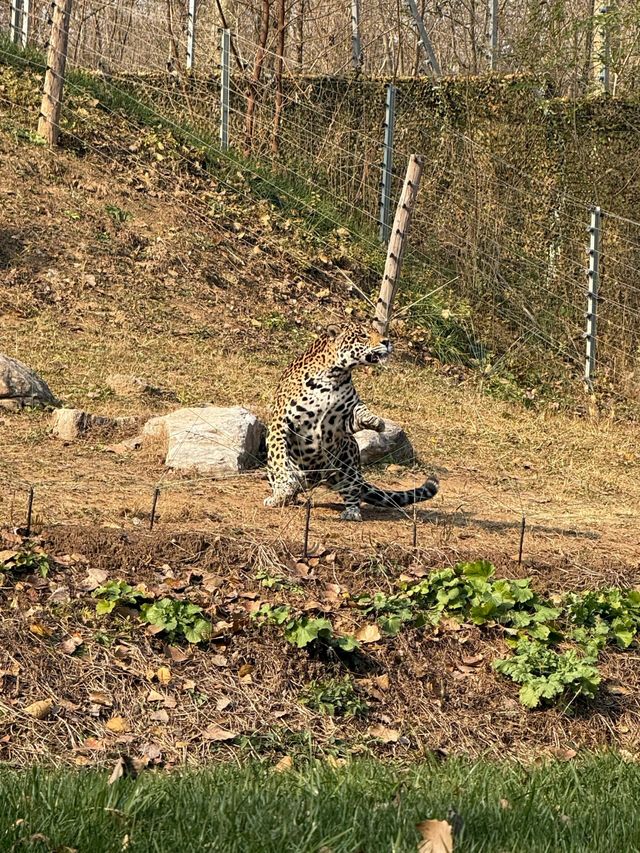 北京野生動物園暢遊攻略。