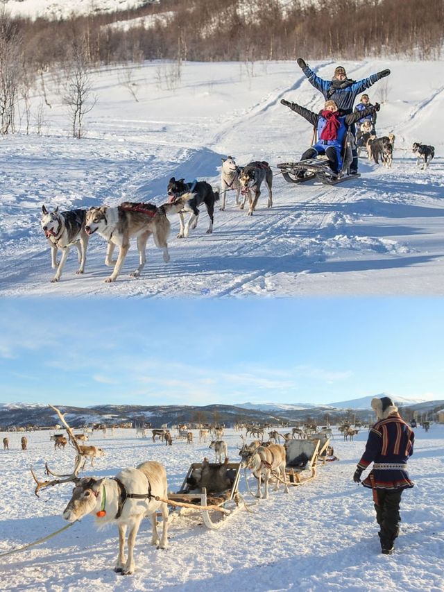 特罗姆瑟|狗拉雪橇VS馴鹿怎麼選。