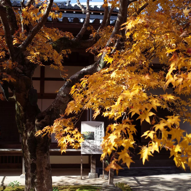 京都嵐山行程攻略🌸🏞來京都絕對不可以錯過嵐山！